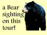 a chance sighting of a black bear on our trails!