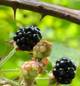 Its blackberry season!