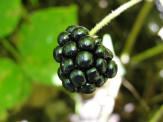 Its blackberry season