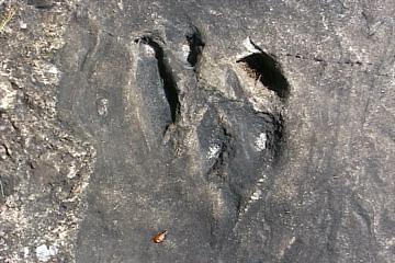 A dinosaur print in the rock ... maybe a giant bear?