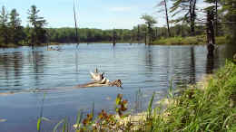 Parry Sound's Dirty Secret  ... click me to see all the pictures from this Bear Claw Tours ATV Experience, Georgian Bay's Ultimate Adrenaline Adventure