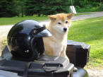 ... click me to see all the pictures from this Bear Claw Tours ATV Experience, Georgian Bay's Ultimate Adventure!