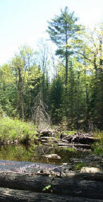 ... click me to see all the pictures from this Bear Claw Tours ATV Experience, Georgian Bay's Ultimate Adrenaline Adventure!