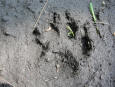 ... click me to see all the pictures from this Bear Claw Tours ATV Experience, Georgian Bay's Ultimate Adrenaline Adventure!
