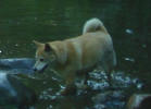 Kasa our ATVing dog!
